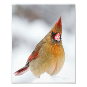 Honlig nordlig kardinal med biff Fullt om Snö Fototryck