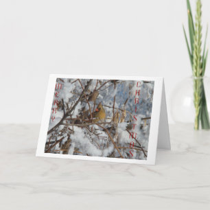 Honlig nordlig kardinal och Snö Träd Helgkort