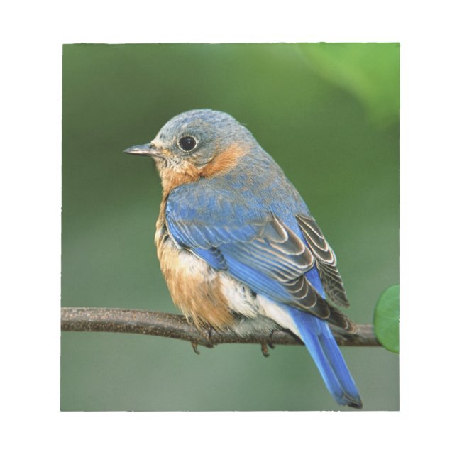 Honlig Östra Bluebird, Sialia sialis Anteckningsblock (Framsida)