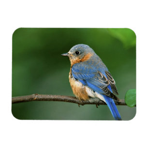 Honlig Östra Bluebird, Sialia sialis Magnet