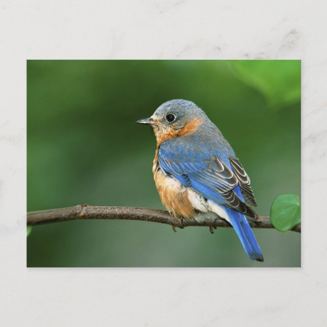 Honlig Östra Bluebird, Sialia sialis Vykort (Framsida)