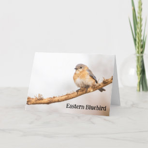 Honlig Östra Bluebird Tack Kort