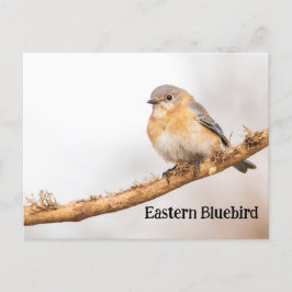 Honlig Östra Bluebird Vykort