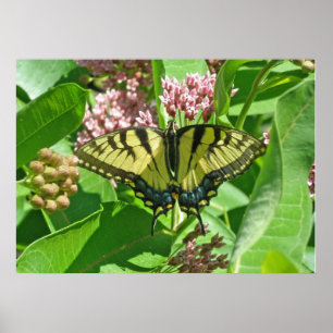 Honlig Östra Tiger Swallowtail Butterfly Poster