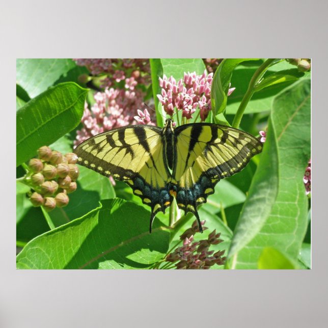 Honlig Östra Tiger Swallowtail Butterfly Poster (Framsidan)