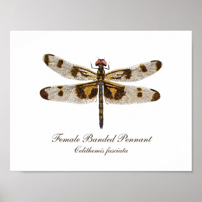 Honlig Pennant Dragonfly art Poster (Framsidan)