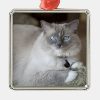 Honlig Ragdoll Katt