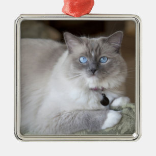Honlig Ragdoll Katt Julgransprydnad Metall