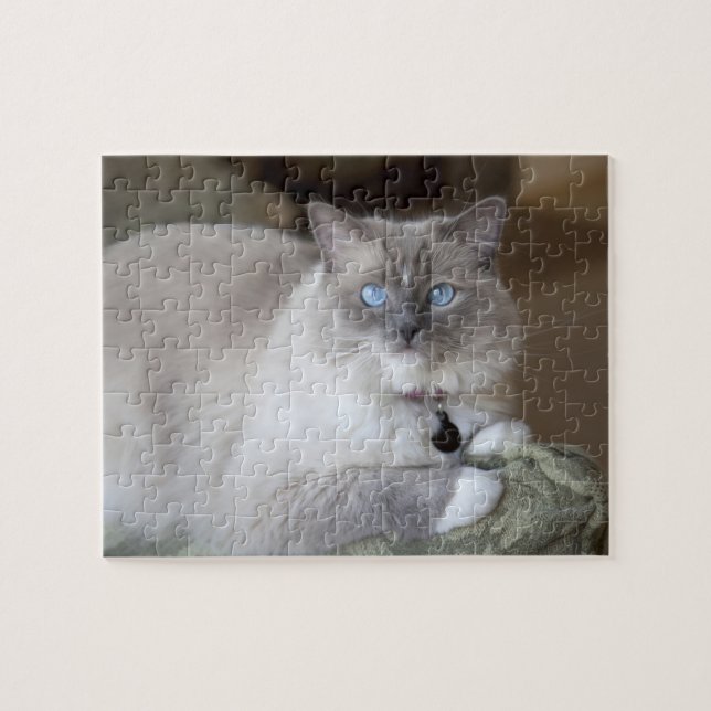 Honlig Ragdoll Katt Pussel (Horisontell)