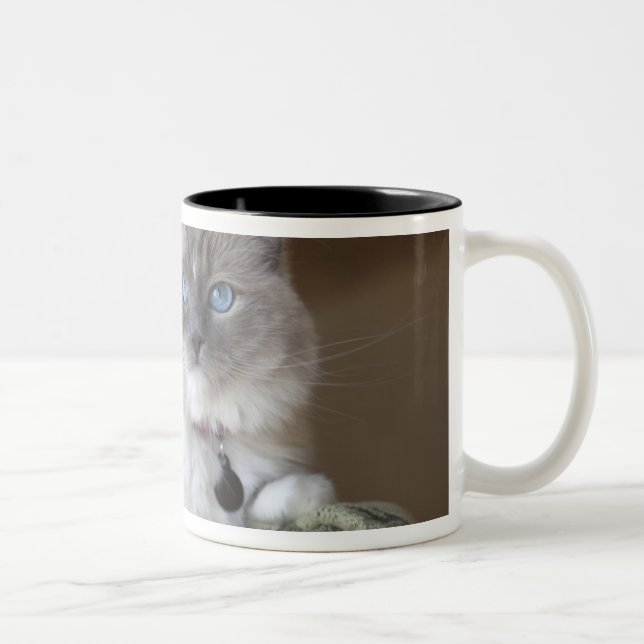 Honlig Ragdoll Katt Två-Tonad Mugg (Höger)