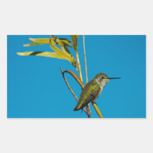 Honlig rödhalshalssmusfågel på träd rektangulärt klistermärke