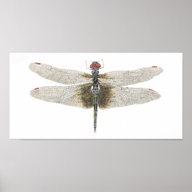 Honlig svart sadelpåsar Dragonfly Poster (Framsidan)