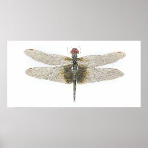 Honlig svart sadelpåsar Dragonfly Poster