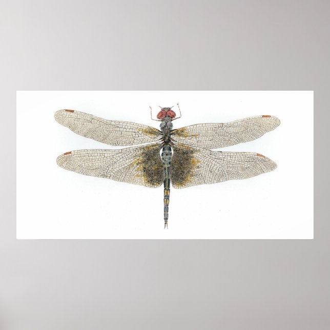 Honlig svart sadelpåsar Dragonfly Poster (Framsidan)