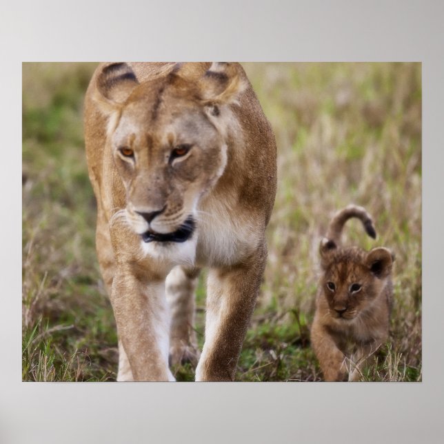 Honlion med unge poster (Framsidan)