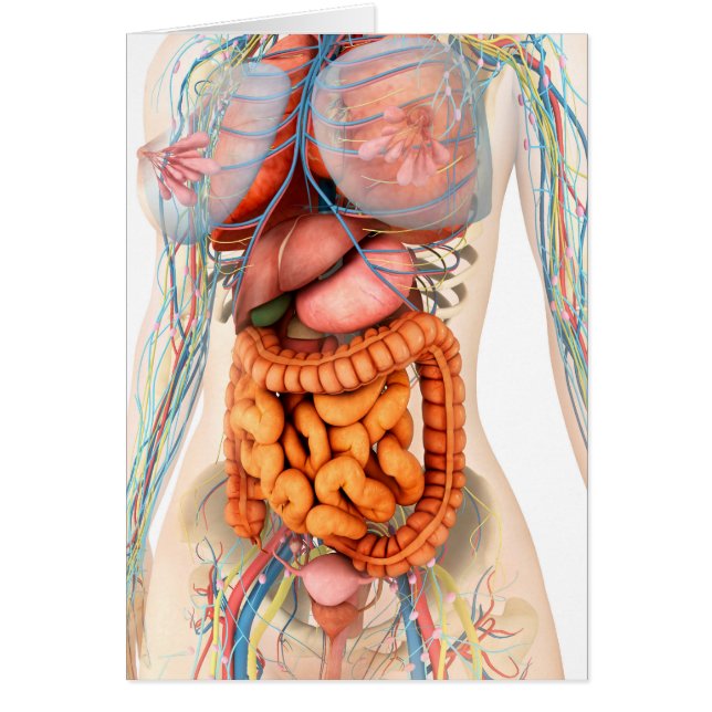 Honmatsmältnings - och cirkulationssystem hälsningskort (Framsidan)
