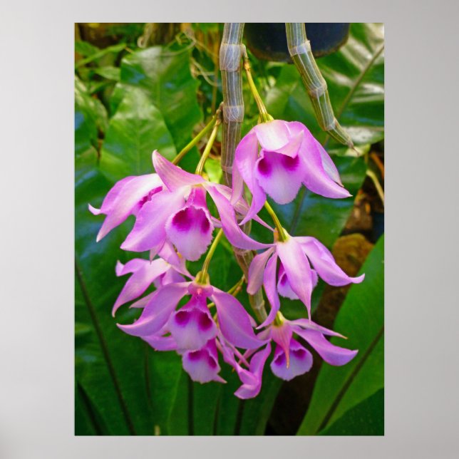 Honohono Orchids och Ferns Poster (Framsidan)