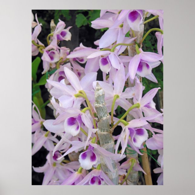 Honohono Orchids Poster (Framsidan)