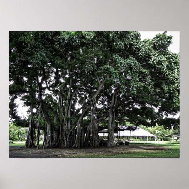 Honolulu Banyan Träd Poster (Framsidan)