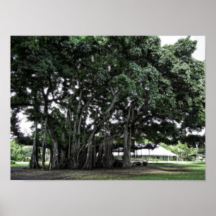 Honolulu Banyanträd Poster