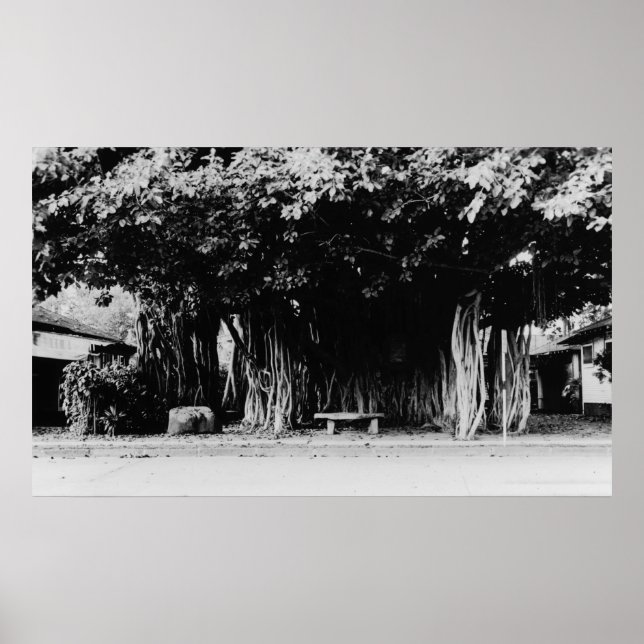 Honolulu, Hawaii - Sause Träd Poster (Framsidan)