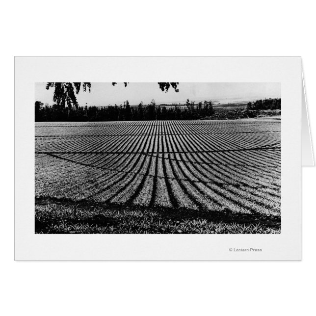 Honolulu, Hawaii - View of Pineapple Fält Hälsningskort (Framsidan Horizontal)