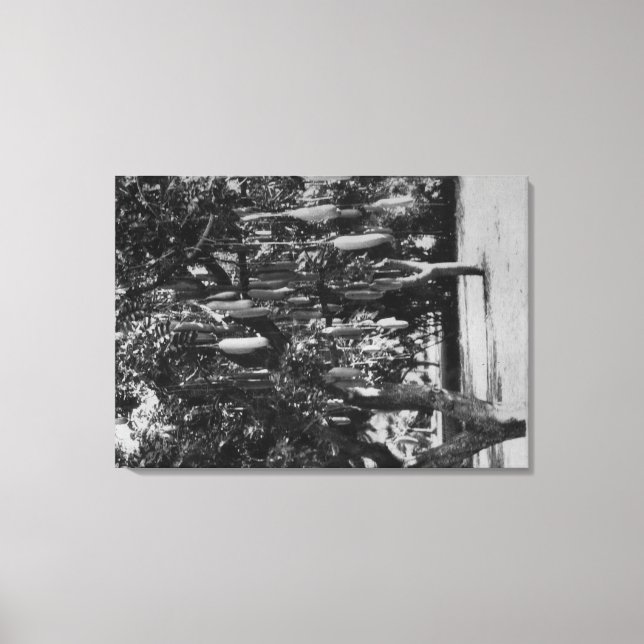 Honolulu, HI - Universiteten i Hawaii Canvastryck (Framsida)