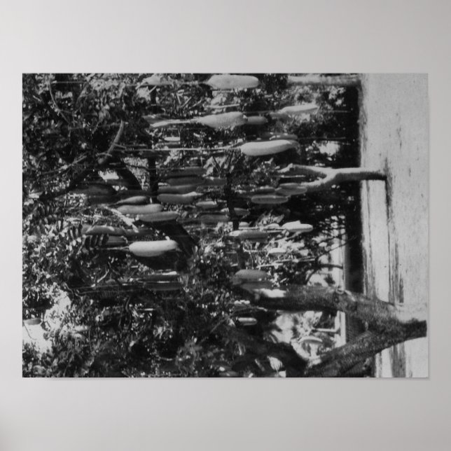 Honolulu, HI - Universiteten i Hawaii Poster (Framsidan)