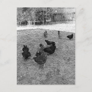 Hönor i Barn Yard-vykort Vykort