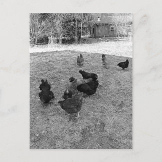 Hönor i Barn Yard-vykort Vykort