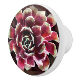 Hönor i Chickar Succulent Plant Grönt Maroon Knopp