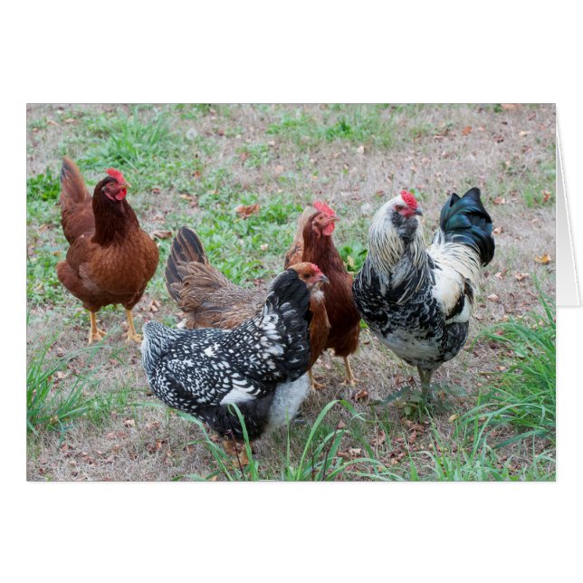 Hönor i gården hälsningskort (Framsidan Horizontal)