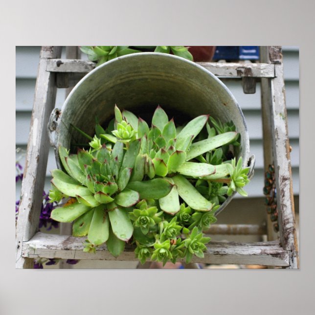 Hönor och Chickar i hylsor Poster (Framsidan)