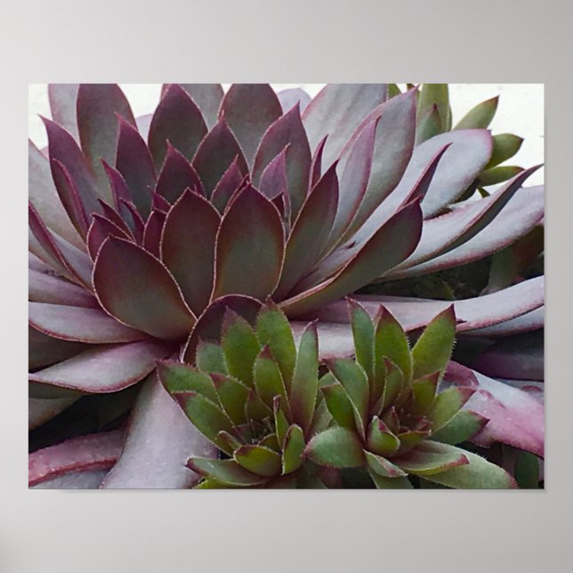 Hönor och Chickar Poster (Framsidan)