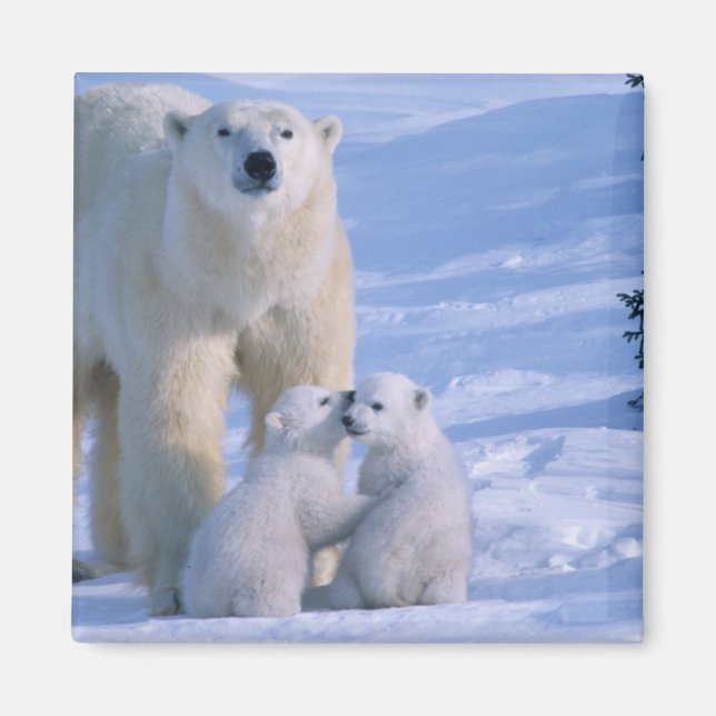 Honpolarbjörn stående med 2 ungar magnet (Framsidan)