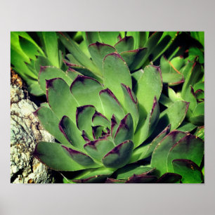 Höns och Chickar Garden Succulations i närhet Poster