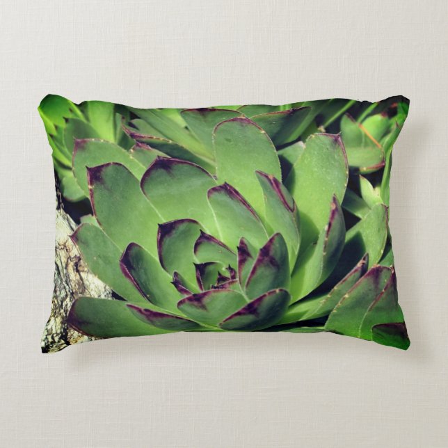 Höns och Chickar Garden Succulations i närhet Prydnadskudde (Framsidan)