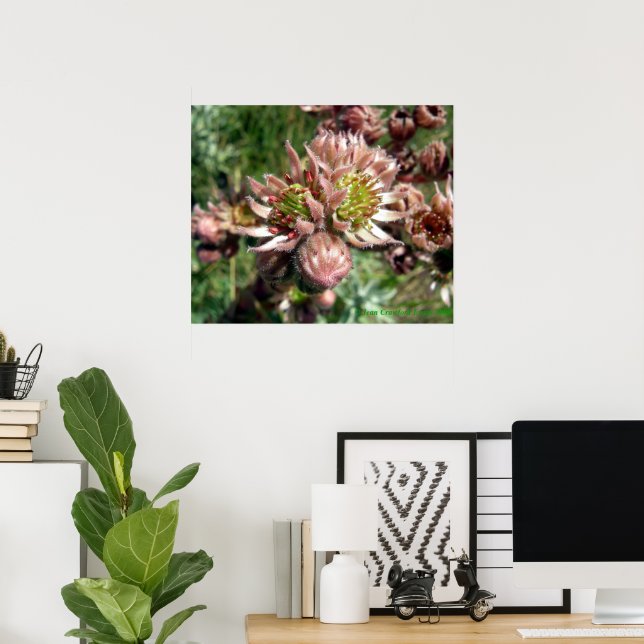 Höns och kycklingar (Sempervivum) blommor Poster (Hemmakontoret)