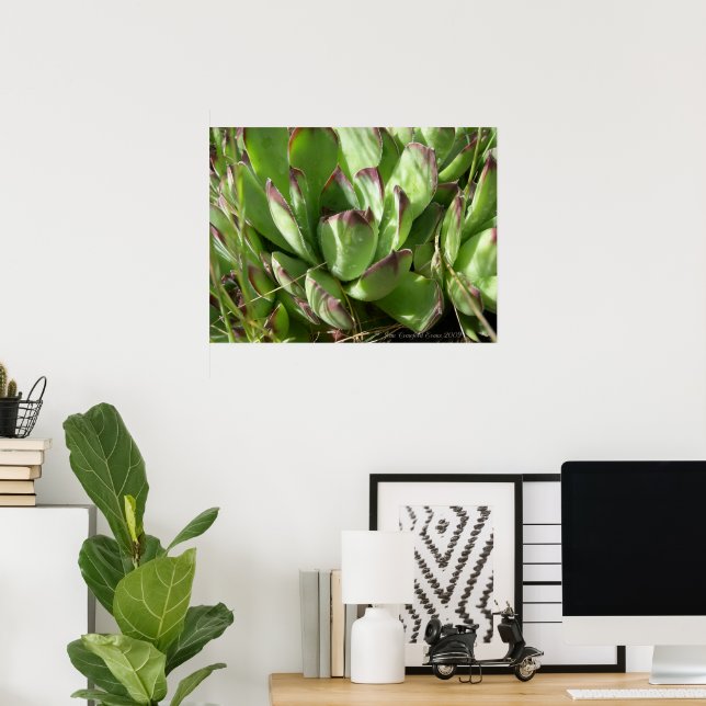 Höns och kycklingar (Sempervivum) Poster (Hemmakontoret)