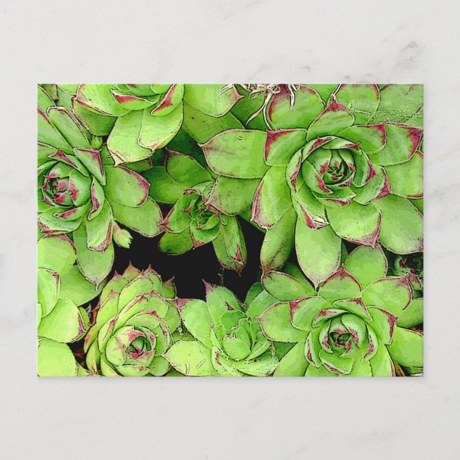 Höns- och kycklingskort vykort (Framsida)