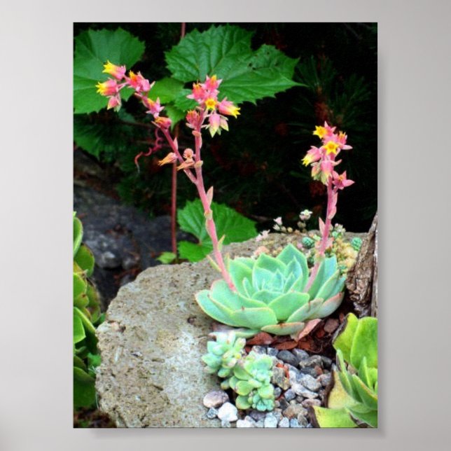 Hönser och Chickar i Bloom Print eller Poster (Framsidan)