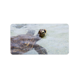 Honu hawaiansk havssköldpadda - Hawaii sköldpadd Adressetikett