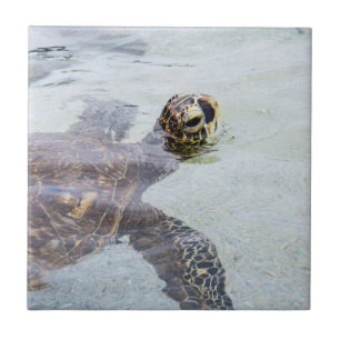 Honu hawaiansk havssköldpadda - Hawaii sköldpadd Kakelplatta