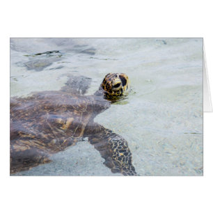 Honu hawaiansk havssköldpadda - Hawaii sköldpadd OBS Kort