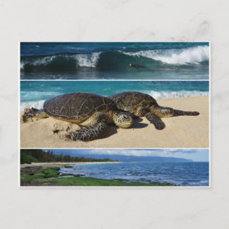 Honu, Hawaiian Grönt Sea Turtle, Oahu, North Shore Vykort