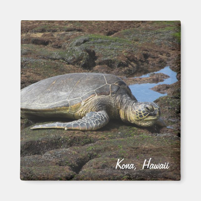 Honu Reston the Warm Sten Magnet (Framsidan)