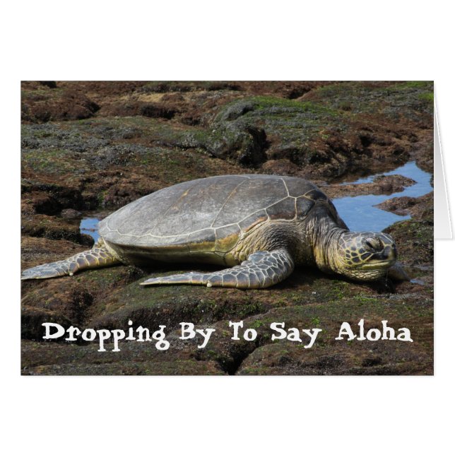 Honu som vilar på de varma stenarna hälsningskort (Framsidan Horizontal)