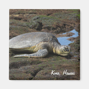 Honu som vilar på de varma stenarna magnet