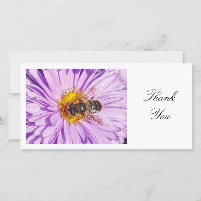 Honung Bee på en Michaelmas-Daisy - Tack Kort (Framsida)