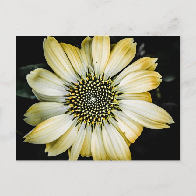 Honung Blommar Gult Coneflower vycard Vykort (Framsida)